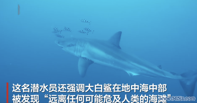 德国一潜水员在地中海拍到大白鲨 陌生画面具科学价值