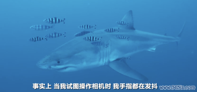 德国一潜水员在地中海拍到大白鲨 陌生画面具科学价值